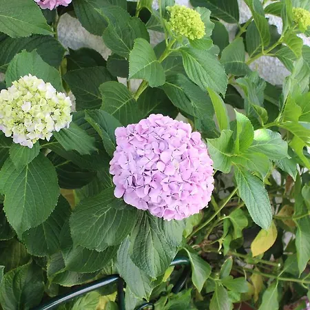 Estudio Mateus Сasa de vacaciones *