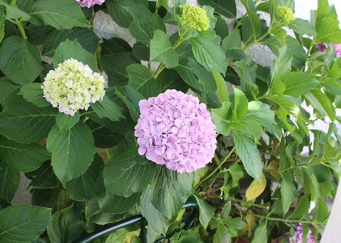 Estudio Mateus Σπίτι διακοπών *